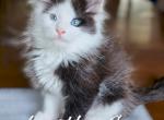 PJ - Maine Coon Kitten For Sale - Perry, FL, US