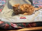 Alex - Munchkin Cat For Sale - 