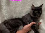 Flossie - Maine Coon Kitten For Sale - Nashville, TN, US