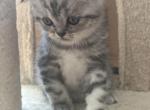 Paris - Scottish Fold Kitten For Sale - 