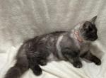 Felicity - Maine Coon Kitten For Sale - Nashville, TN, US