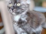 Emna - Maine Coon Kitten For Sale - Perry, FL, US