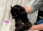 Elly - Maine Coon Kitten For Sale - Nashville, TN, US