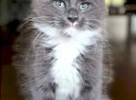 Grayson - Maine Coon Kitten For Sale - Perry, FL, US