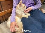 Everette - Maine Coon Kitten For Sale - Nashville, TN, US