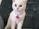 Cotton available - British Shorthair Kitten For Sale - Mesa, AZ, US