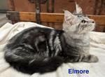 Elmore - Maine Coon Kitten For Sale - 