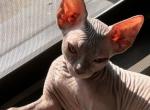 Mars - Sphynx Kitten For Sale - 