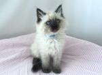 Branch - Ragdoll Kitten For Sale - Phoenix, AZ, US