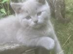 Grayson - Scottish Straight Kitten For Sale - Beaverton, OR, US