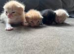 Litter of 4 - Domestic Kitten For Sale - Minneapolis, MN, US