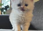 Mist - Persian Kitten For Sale - Saint Johnsbury, VT, US