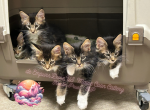 Greek Gods - Maine Coon Kitten For Sale - Everett, WA, US