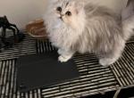 Silver boys and girls CFA - Persian Kitten For Sale - Wisconsin Rapids, WI, US