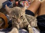 Stella Blue - Bengal Kitten For Sale - St. George, UT, US