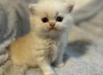 puddles - Persian Kitten For Sale - Saint Johnsbury, VT, US