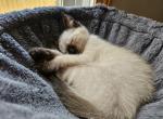 Tiffany - Siamese Kitten For Sale - Port Huron, MI, US