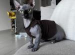 Bambino Sphynx Female Cat - Sphynx Kitten For Sale - Boca Raton, FL, US