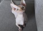 Bambino Sphynx Male Cat - Sphynx Kitten For Sale - Boca Raton, FL, US