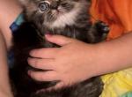 Aspen - Persian Kitten For Sale - Fincastle, VA, US