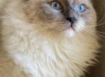 Dolly Ragdolls - Ragdoll Kitten For Sale - Huntington Beach, CA, US