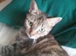 Samantha - Domestic Cat For Adoption - Redding, CA, US