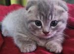 Abigail - Munchkin Kitten For Sale - Estacada, OR, US