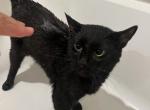 Buggy - Bombay Cat For Adoption - Hollywood, FL, US