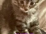 Bella Litter - Domestic Kitten For Sale - North Saanich, bc, CA