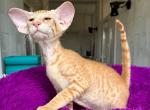 Ben - Peterbald Kitten For Sale - Miami, FL, US