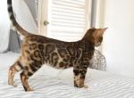 Bengal kitten - Bengal Kitten For Sale - 