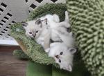 Low Allergen Siberian Kittens - Siberian Kitten For Sale - Syracuse, NY, US