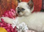 Cricket - Minuet Kitten For Sale - 