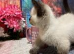 Tofu - Minuet Kitten For Sale - 