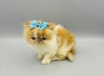 Gizmo - Persian Kitten For Sale - Arlington Heights, IL, US