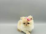 Peaches - Persian Kitten For Sale - Arlington Heights, IL, US