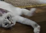 Madison - Ragdoll Kitten For Sale - Overland Park, KS, US