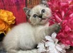 Skippy - Minuet Kitten For Sale - 