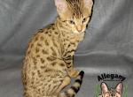 F4 SBT Savannah Male Raichu - Savannah Kitten For Sale - Warren, PA, US