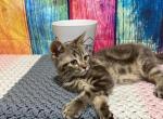 Charlie - Minuet Kitten For Sale - West Branch, MI, US