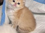 Golden straight - Scottish Straight Kitten For Sale - Buffalo, NY, US