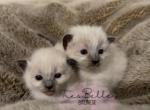 Balinese Babies - Balinese Kitten For Sale - CA, US