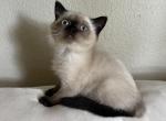 Seal point boy - Scottish Straight Kitten For Sale - Sun City Center, FL, US