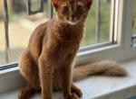 Victory - Somali Kitten For Sale - 