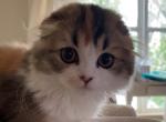 CALICO LH KITTENS - Scottish Fold Kitten For Sale - Sun City Center, FL, US