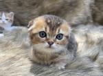 Scottish Kilt Fold non Standard boy - Scottish Fold Kitten For Sale - Sun City Center, FL, US