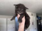 Yoshino litter - Maine Coon Kitten For Sale - 