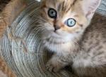 Black tabby tortie - Scottish Straight Kitten For Sale - Sun City Center, FL, US