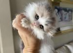 Blue and blue cream girls - Scottish Fold Kitten For Sale - Sun City Center, FL, US