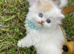 ODD harlequin boy - Scottish Straight Kitten For Sale - Sun City Center, FL, US